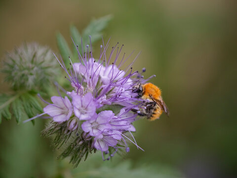 Bee sucking pollen and nectar