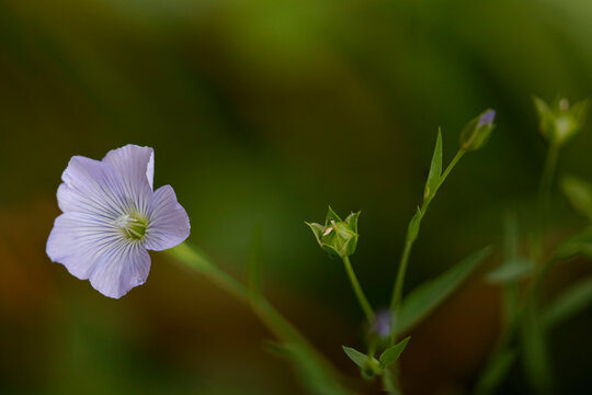 Small wild flowers