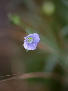 Small wild blue flowers