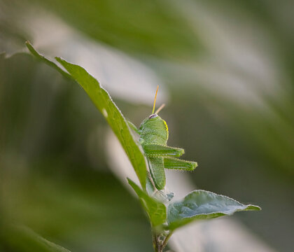 Green grasshopper macro