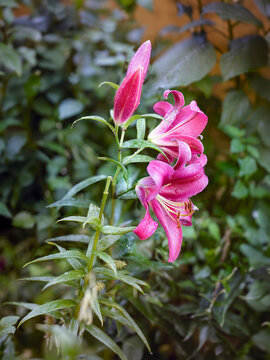 Tree lily - Robina - Lilium - Bright pink flowers