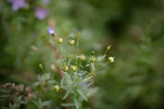 Spring wild small flowers