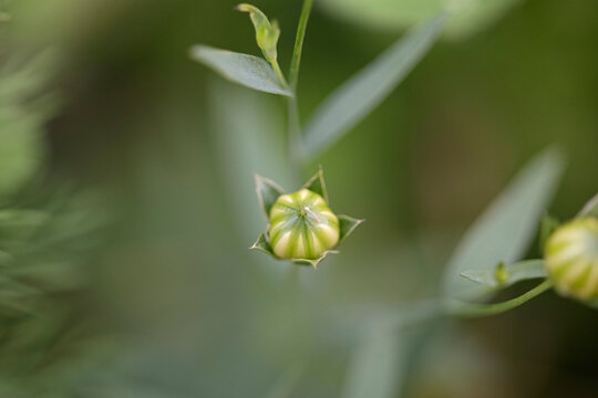 Spring wild small flowers