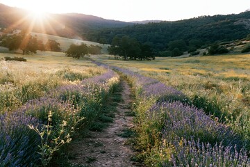 Obraz premium The Lavender Field Path in Golden Hour Light Across Rolling Hills