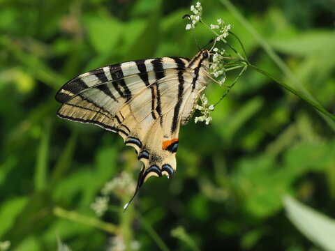 The podalirius (Iphiclides podalirius) is a large butterfly from the swallowtail family, named after the ancient Greek physician