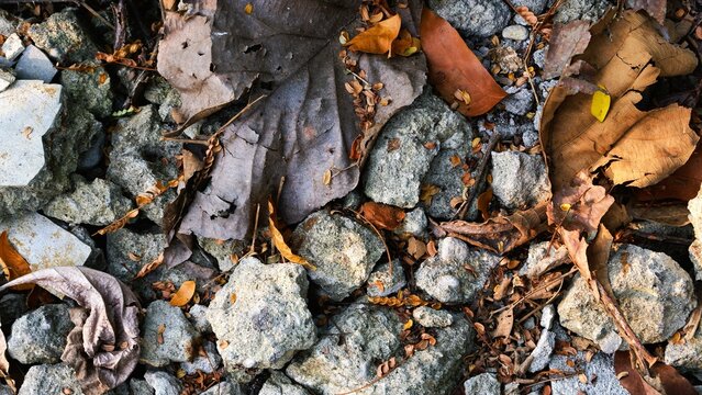 Sunlit dry leaves layered across the forest ground, featuring warm brown tones, natural shadows and organic textures for autumn and woodland backgrounds.