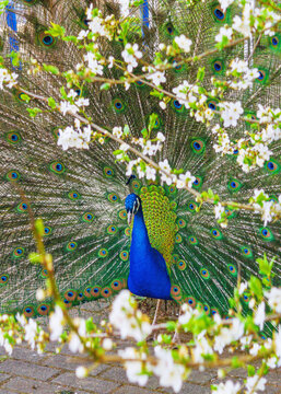 Portrait of beautiful peacock with feathers out.