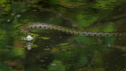 Fototapeta premium snake in a pond