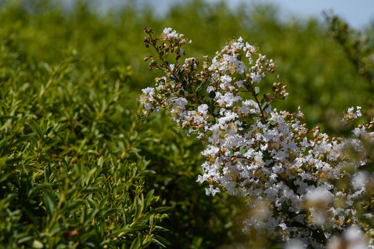 White Crape Myrtle Flowers Blooming in Summer Sunlight against Green Leaves