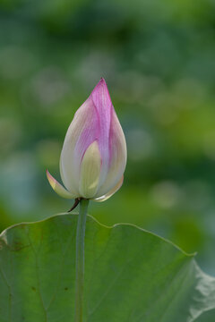 Pink Lotus Flower Bud Blooming in Summer Sunlight against Green Background