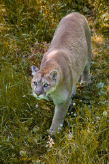 Cougar - Puma concolor © Fab