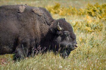 American bison - bison bison © Fab