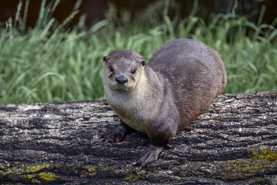 River otter - Lontra canadensis