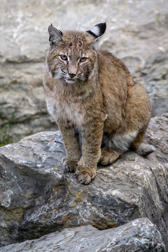 Bobcat - Lynx rufus