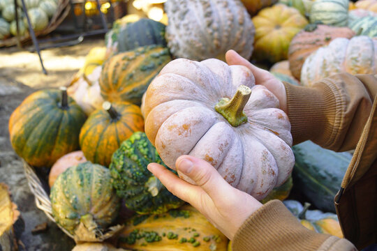 Hands holding pale ribbed pumpkin against colorful pile of mixed squash varieties at outdoor autumn market. Illustrates specialty produce selection, tactile food choice, and seasonal consumption.