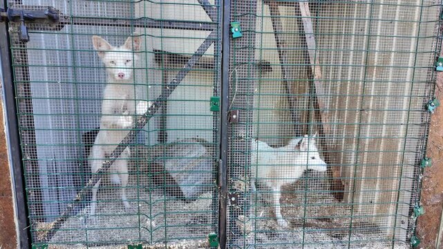 White Fox Resting in Outdoor Animal Enclosure on Summer Day