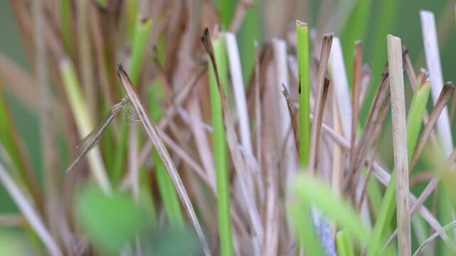 Female Brown emerald damselfly resting on the lookout perched on a dry leaf of Daylily flower in summer. Sympecma fusca, Hemerocallis sp, Indre-et-Loire 37, r&eacute;gion Centre Val de Loire, France, Europe