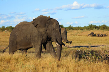 Fototapeta premium Afrikanischer Elefant / African elephant / Loxodonta africana