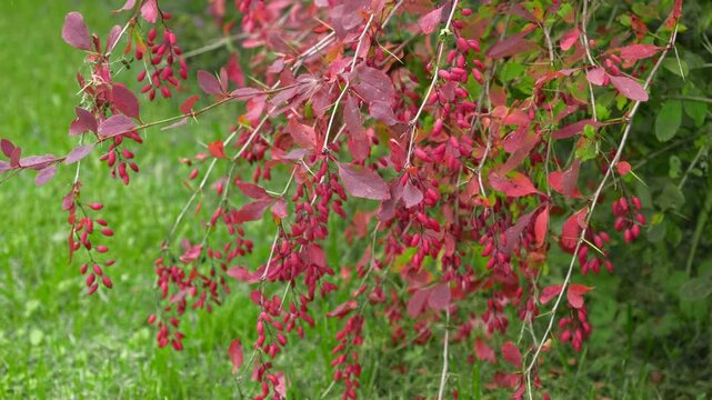 Close up of ripe red barberries hanging on bush branch in autumn garden. Berberis vulgaris berries with colorful leaves on green grass background. Natural superfood, herbal medicine concept. 4K Real