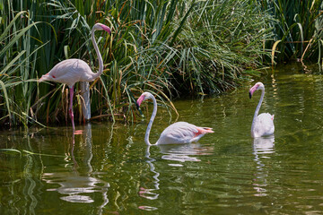Fototapeta premium Greater flamingos swimming together in lagoon