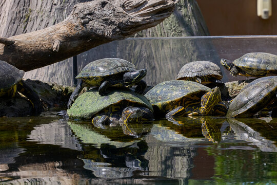 Group of freshwater turtles basking together on rocks in pond