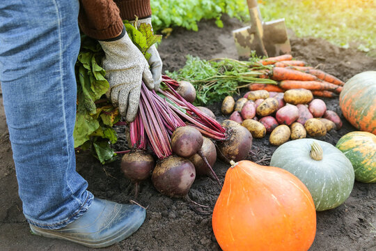 Autumn vegetable harvest close up in veget garden. Farmer harvesting different organic fall vegetables, farming