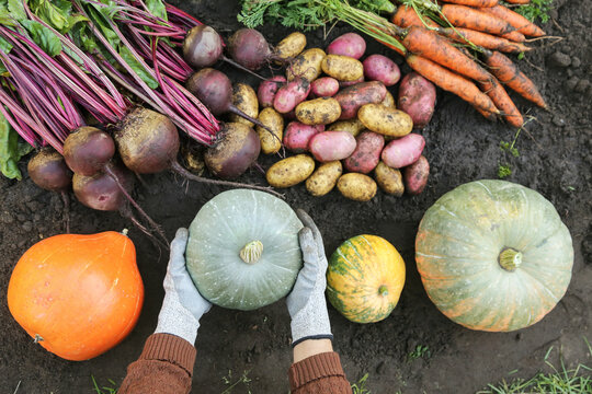 Autumn vegetable harvest in veget garden. Farmer hands harvesting different organic fall vegetables, farming