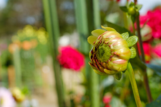 Close Up of Dahlia Flower Bud Blooming in Autumn Sunlight with Green Background