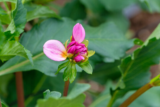 Close Up of Pink Dahlia Flower Bud Blooming in Summer Sunlight with Green Leaves