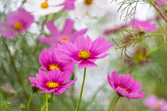 Vibrant Pink Cosmos Flowers Blooming in Autumn Sunlight with Soft Bokeh Background