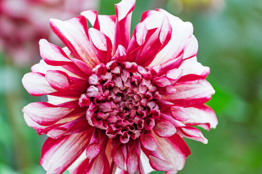 Vibrant Red and White Dahlia Flower Blooming Close Up in Autumn Sunlight