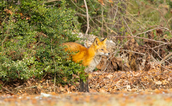 fur, fur-bearing animal, 
