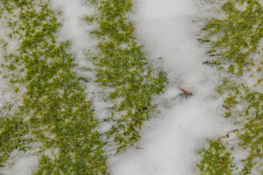 vista macro di strati di fitto muschio verde coperto parzialmente da fresca neve bianca, in un ambiente naturale, in inverno