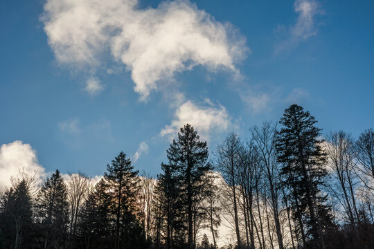 sagome scure di alberi di bosco in primo piano, cielo azzurro con piccole e leggere nuvole bianche sullo sfondo
