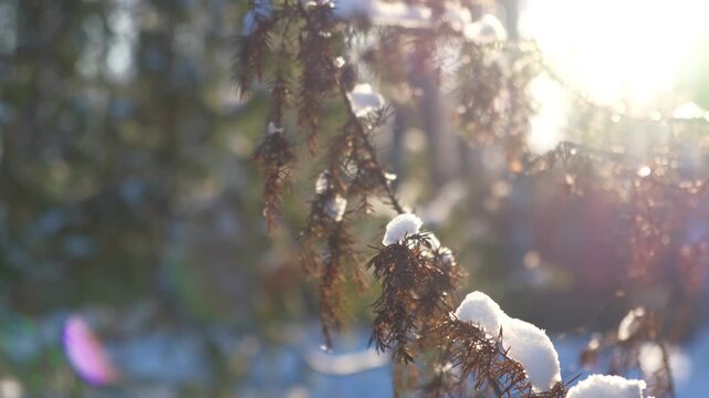 Delicate green juniper branches covered with fresh white snow caps in forest. Beautiful winter nature landscape background with warm bright sun light rays shining through blurred backdrop trees