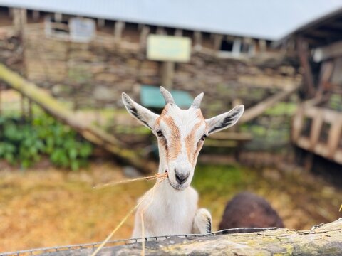 young goat on a farm