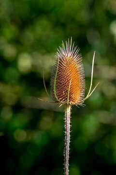 Dry wild teasel plant head with blurred green bokeh background