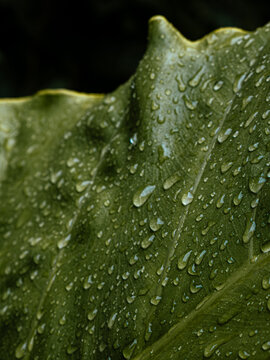 Large Tropical Leaf Tip with Rain Droplets, Detailed Green Botanical Nature Close-Up