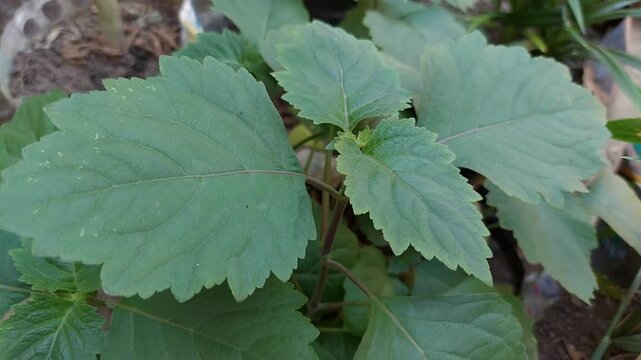 Patchouli Leaves for Essential Oil Production in Tropical Garden, Green Patchouli Plant (Pogostemon cablin)  Natural Source of Essential Oil
