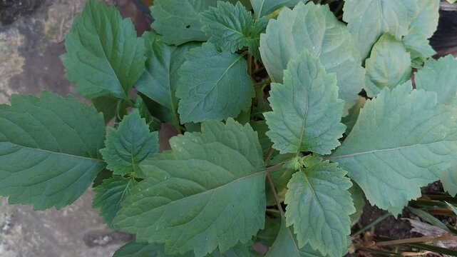Patchouli Leaves for Essential Oil Production in Tropical Garden, Green Patchouli Plant (Pogostemon cablin)  Natural Source of Essential Oil