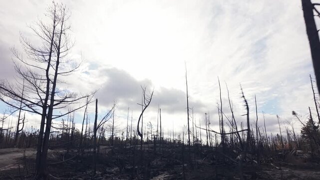 Aerial view of forest with burned trees after wildfire in Nova Scotia