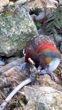Kea parrot drinking fresh flowing water from an outdoor garden tap in this high quality wildlife motion video clip showcasing intelligent behavior in its natural habitat
