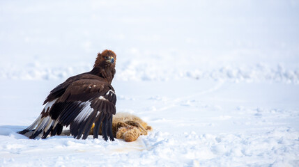 Obraz premium A large eagle caught a fox against a backdrop of snow. A bird of prey hunts its prey. A golden eagle sits in the snow, clinging to its prey. Falconry. A national tradition of Asia. Berkutchi,