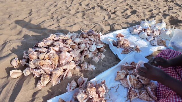 Local Seaside Vendor Selling Traditional Conch Shells On Sandy Beach In India