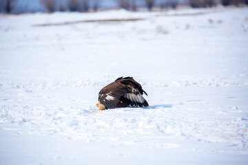 Obraz premium A large eagle caught a fox against a backdrop of snow. A bird of prey hunts its prey. A golden eagle sits in the snow, clinging to its prey. Falconry. A national tradition of Asia. Berkutchi,