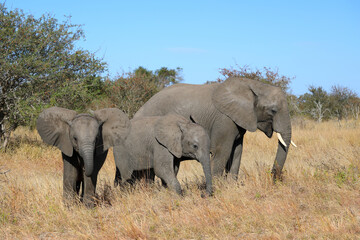 Fototapeta premium Afrikanischer Elefant / African elephant / Loxodonta africana