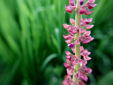 close up shot of Veratrum nigrum flower on green grass background