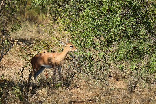 Afrikanischer Steinbock / Steenbok / Raphicerus campestris