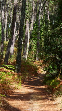 Cork oak and pine forest in southwestern France