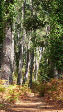 Magnificent forest landscape in the Landes region of southwestern France